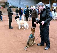 Kato mixing with dogs at a show - Puppy Diary: Raising a working dog 2014